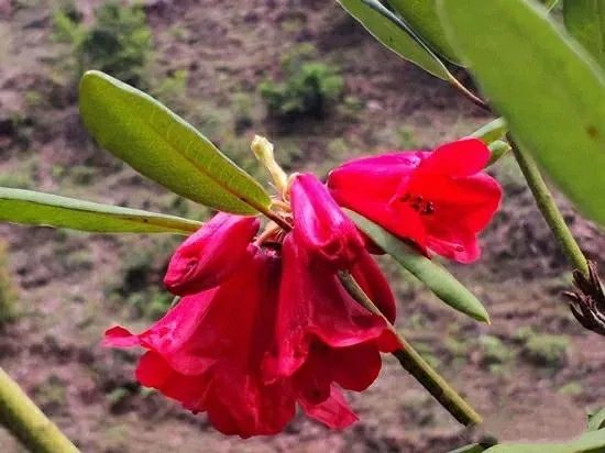 杜鹃是大叶还是小叶