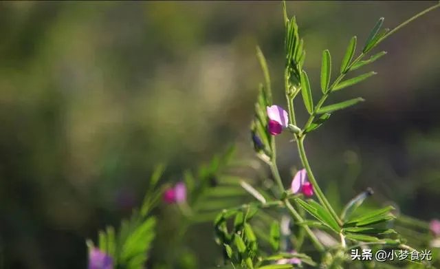 野豌豆到底有没有毒，能不能当菜吃，有吃过的朋友吗？怎么吃比较好？