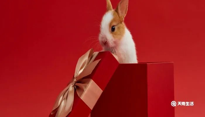 兔子喜欢吃的食物有哪些呢 兔子可以吃米饭吗