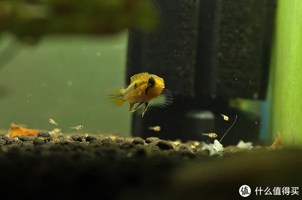 摄影新人经验分享---如何拍摄好那些漂亮的观赏鱼