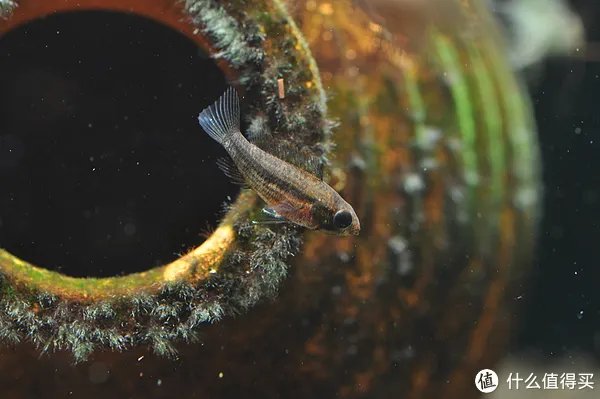 摄影新人经验分享---如何拍摄好那些漂亮的观赏鱼