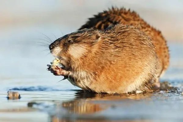 黑龙江发现30斤大老鼠视频是真的吗 853农场内发现的