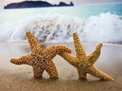 渔民为挽回损失大量捕捞海星,为何海星泛滥会给渔民造成如此大的损失?