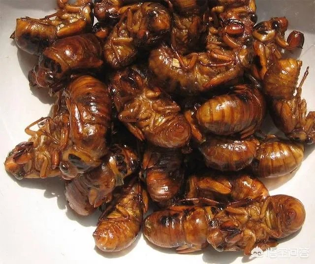 知了猴开始上市了，今年的知了猴价格怎么这么贵？不是有很多人工养殖知了猴的吗？