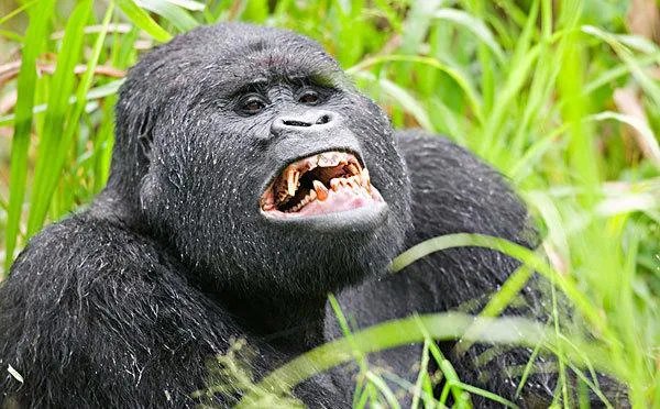 黑猩猩酷爱洗衣服被评劳模，大猩猩与人类之间有何相似之处？