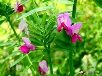 野豌豆到底有没有毒，能不能当菜吃，有吃过的朋友吗？怎么吃比较好？