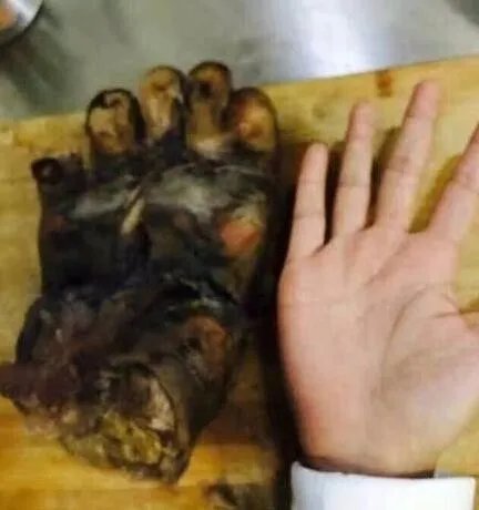 女子晒吃熊掌照违法吗