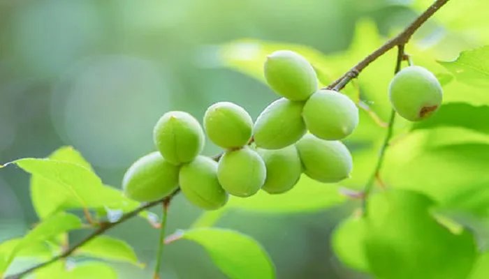 衡水有哪些特产 河北衡水特产