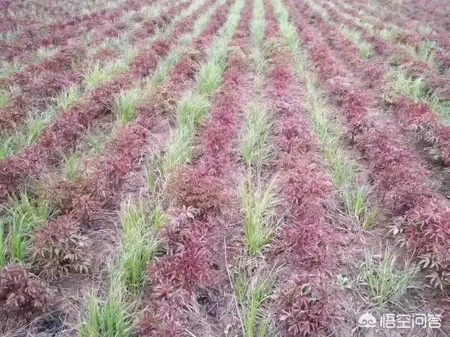 种药材真的能赚钱吗