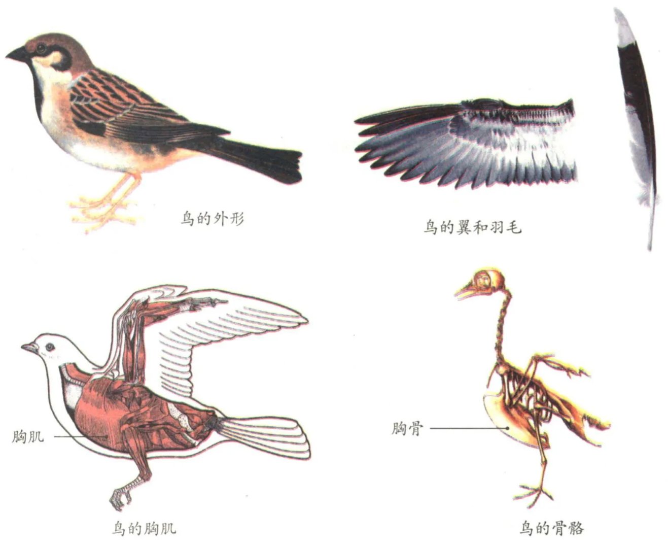 鸟为什么可以在天空飞翔？