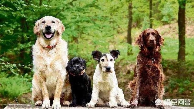 德牧为什么越来越少人养?