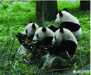 大熊猫居然起源于欧洲？这个考古发现是不是在扯？