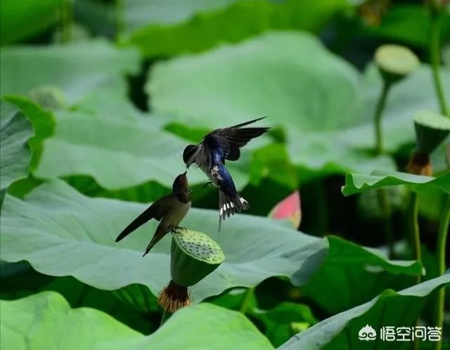 黄鹂知人意，柳外时时送好音。上联如何对？