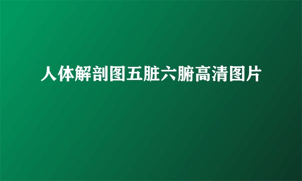 人体解剖图五脏六腑高清图片