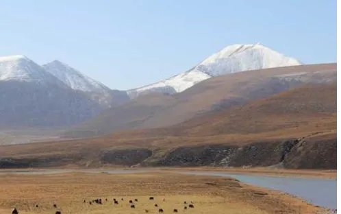 我想报团去旅游，如果不买东西的话，导游会不会骂人？