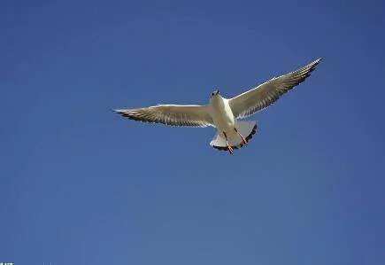 一海鸥被吸入挪威客机瞬间蒸发，是否对客机造成了影响？