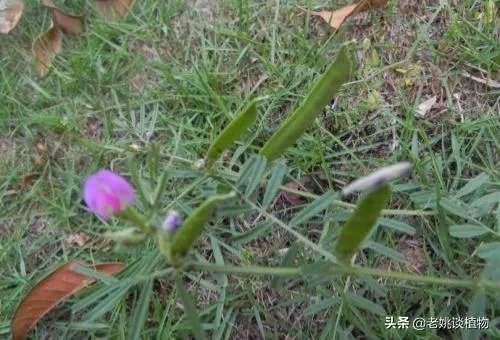 野豌豆到底有没有毒，能不能当菜吃，有吃过的朋友吗？怎么吃比较好？