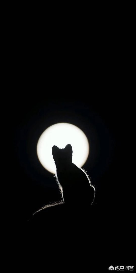 有哪些清新可爱的手机壁纸可以推荐？