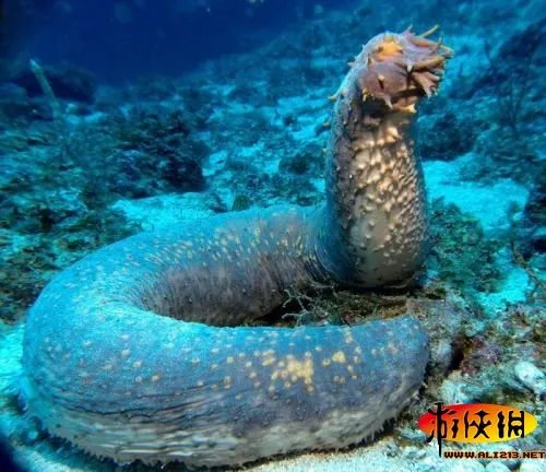 黑角安康鱼长相骇人！盘点绝对惊爆眼球的海洋丑鱼