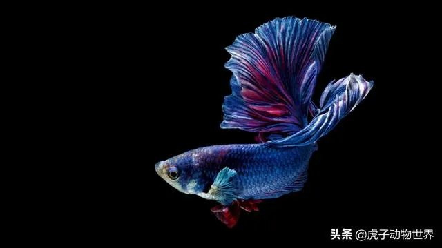 新手如何学习摄影？