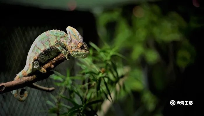 变色龙比喻人什么意思