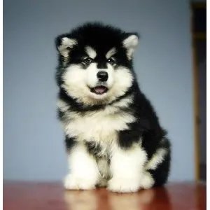 阿拉斯加雪橇犬的性格特点和内心世界