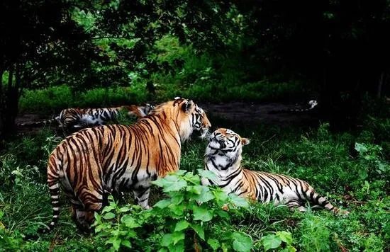 东北虎豹国家公园要成立了吗？