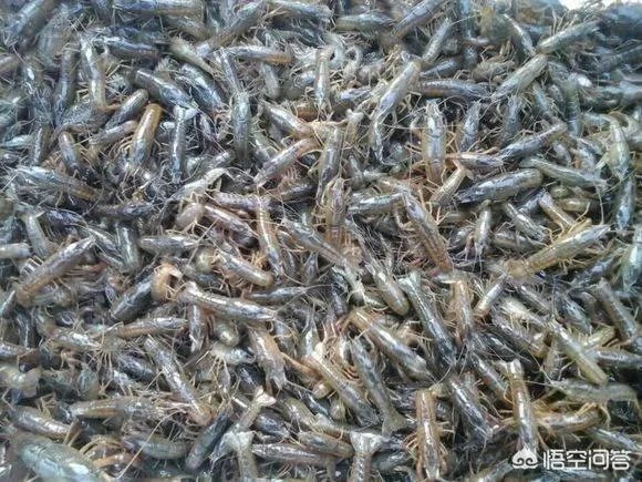 怎么养殖龙虾种苗?