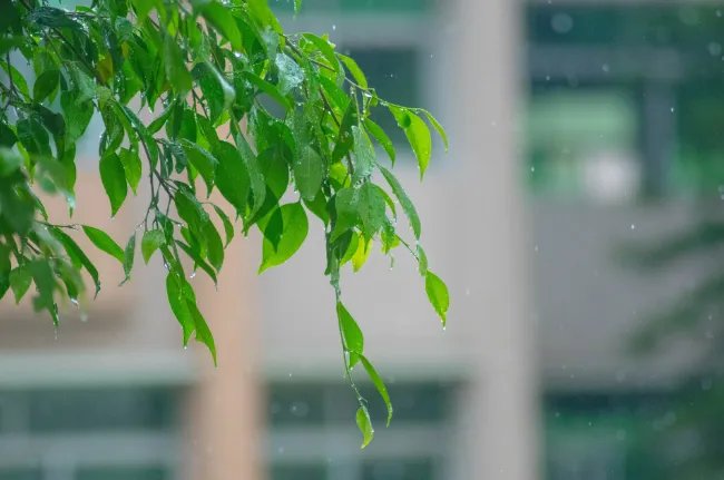 清明节的来历简短 清明节由来介绍简短