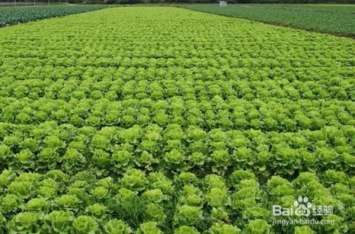 农业种植什么项目前景好挣钱多