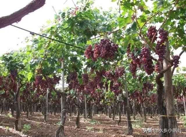 休闲农庄如何变身农业旅游景区？