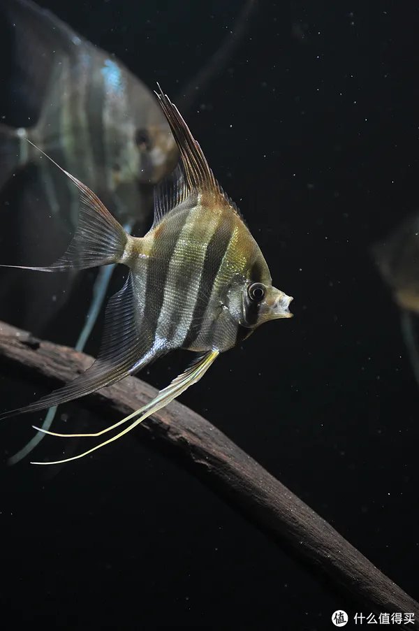 摄影新人经验分享---如何拍摄好那些漂亮的观赏鱼