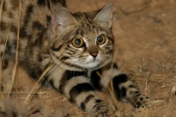 什么动物和猫长得像