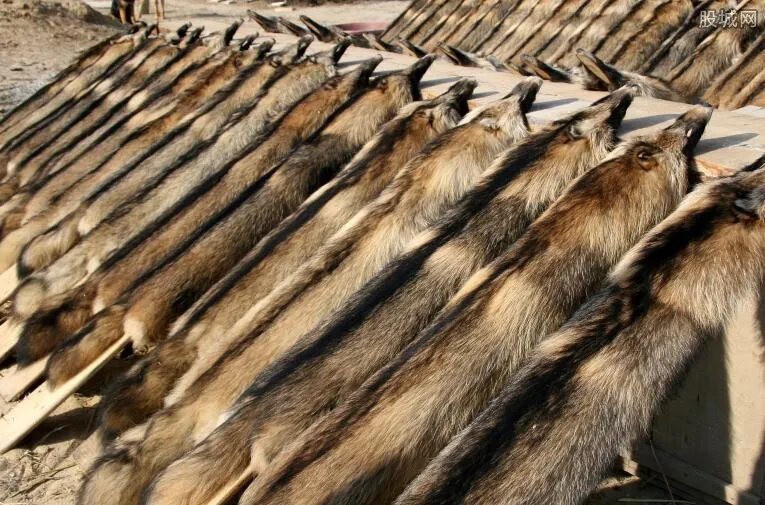 貉子皮最新价格行情 今天貉子皮最新价格