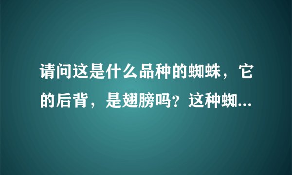 请问这是什么品种的蜘蛛，它的后背，是翅膀吗？这种蜘蛛有毒吗？