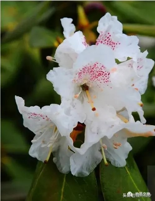 杜鹃是大叶还是小叶