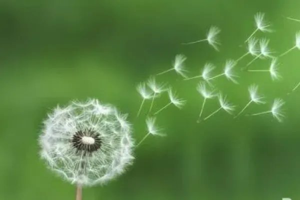 植物妈妈有办法还有哪些植物传播种子的方法?