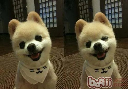 俊介是什么品种的狗狗