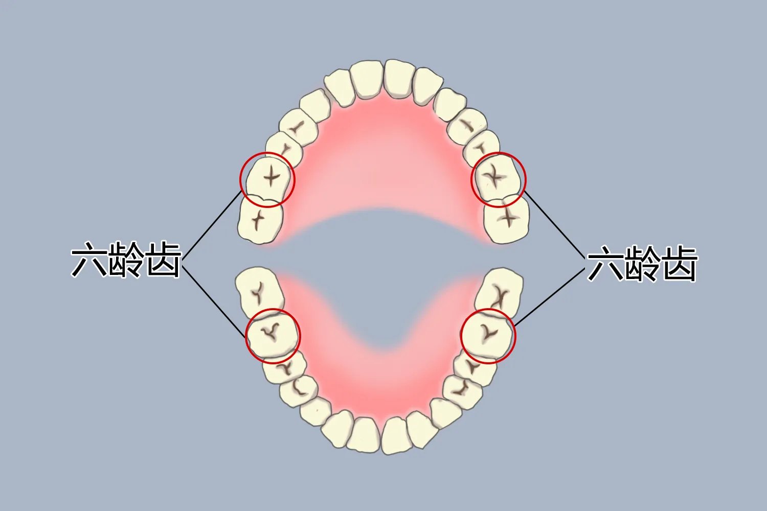 儿童第一恒磨牙位置图
