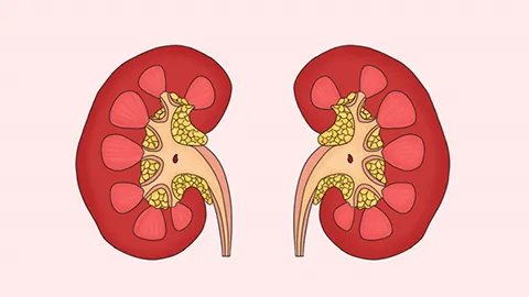 补肾壮阳药品有哪些