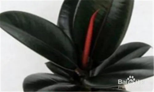 黑金刚的养殖方法