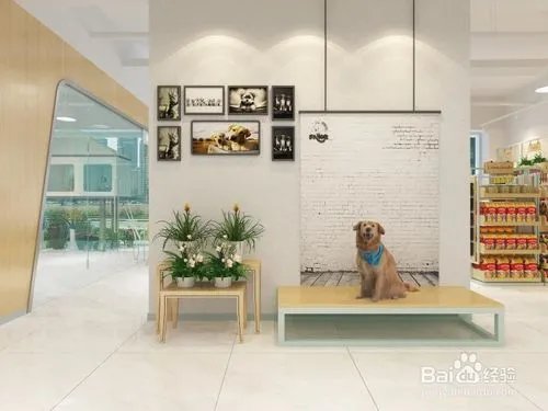 宠物美容怎样学习好？