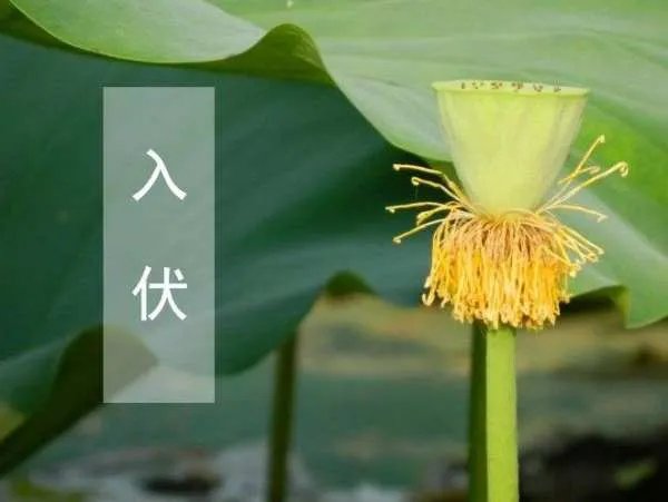 入伏从哪天算起