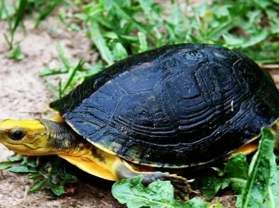 乌龟品种价格哪个最贵？