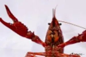 龙虾的养殖技术？