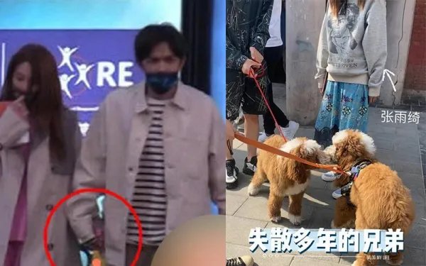网友偶遇张雨绮李柄熹遛狗，张雨绮和绯闻男友的恋情是否坐实？