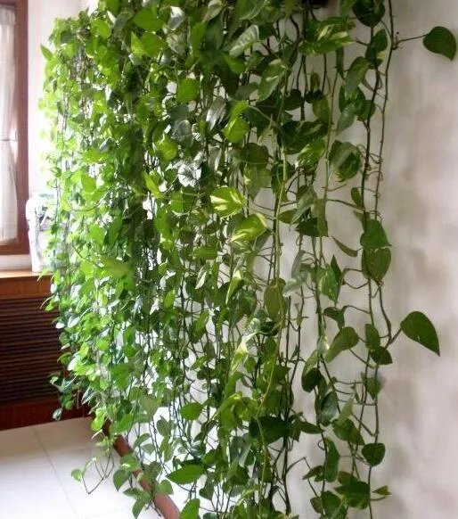 为啥你养的绿萝只长叶子不长藤蔓？