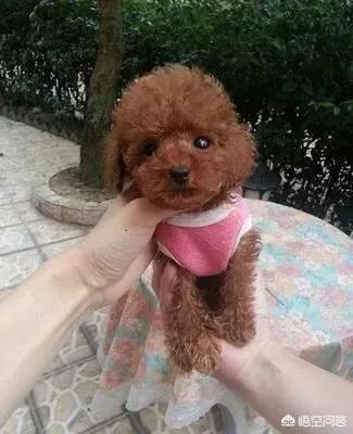 茶杯犬长不大吗？