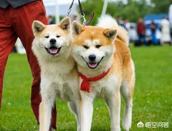 秋田犬价格为什么那么昂贵？