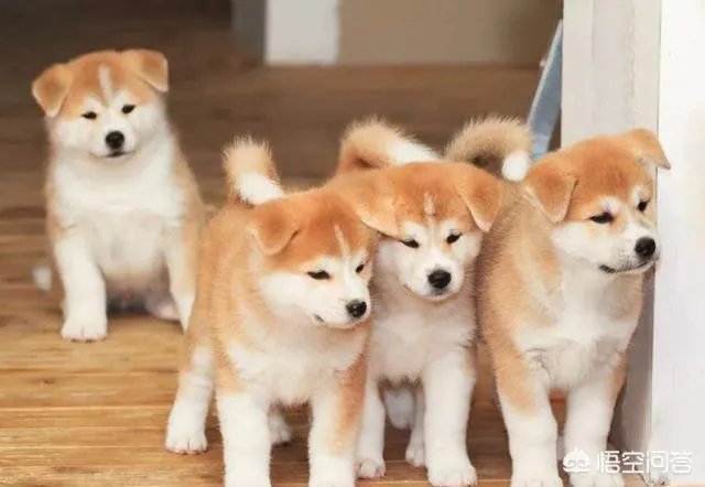 秋田犬价格为什么那么昂贵？